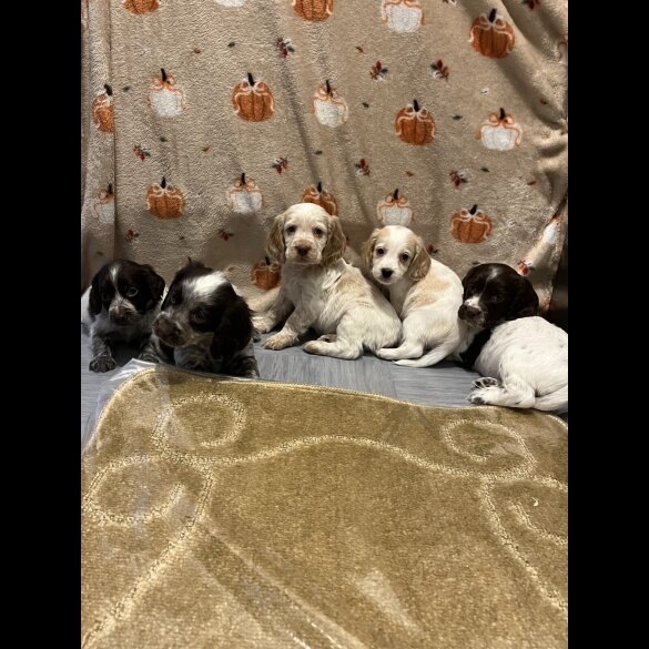 Cocker Spaniel (Working)