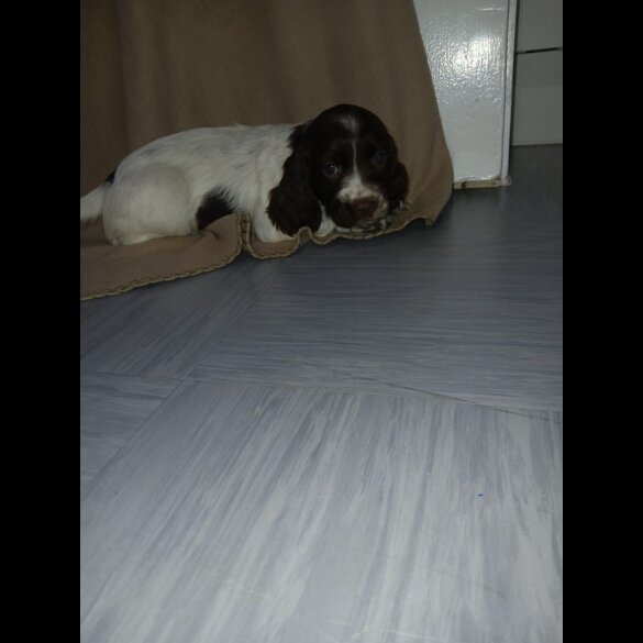 Cocker Spaniel (Working)