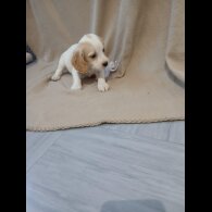 Cocker Spaniel (Working)