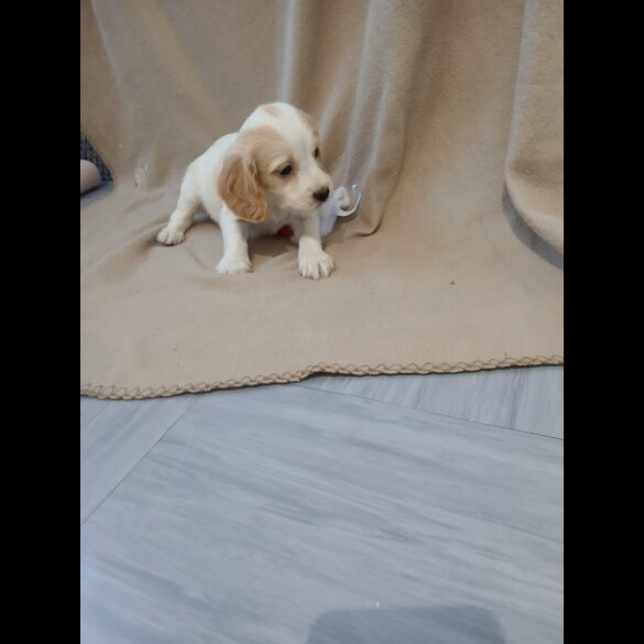 Cocker Spaniel (Working)