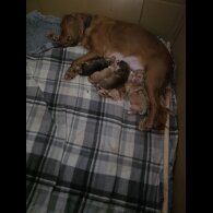 Cocker Spaniel (Show)