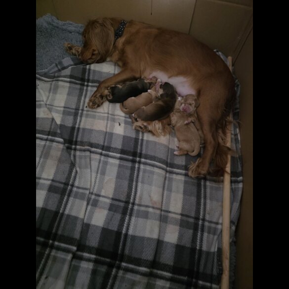 Cocker Spaniel (Show)