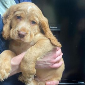 Cocker Spaniel (Show)