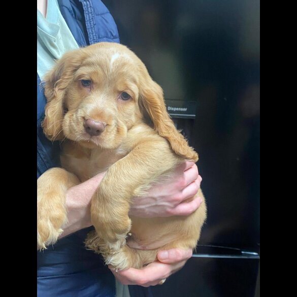 Cocker Spaniel (Show)