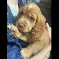 Cocker Spaniel (Show)