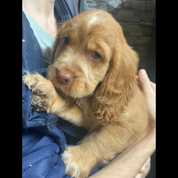 Cocker Spaniel (Show)