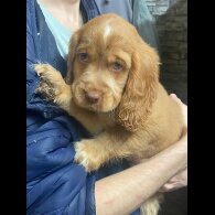 Cocker Spaniel (Show)