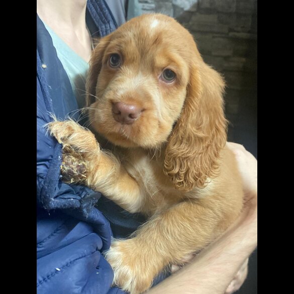 Cocker Spaniel (Show)