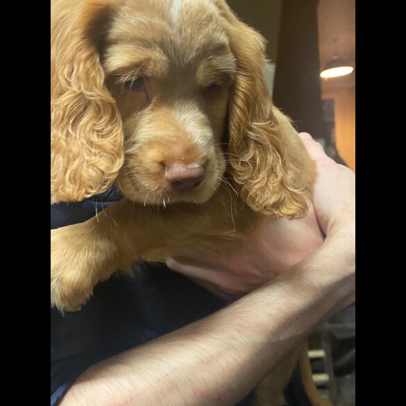 Cocker Spaniel (Show)