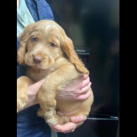 Cocker Spaniel (Show)