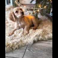 Cocker Spaniel (Show)