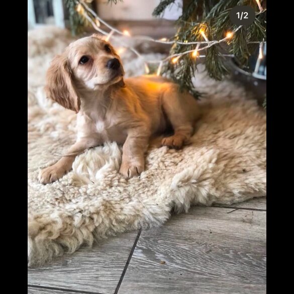 Cocker Spaniel (Show)