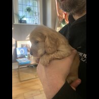 Cocker Spaniel (Show)