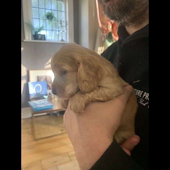 Cocker Spaniel (Show)