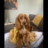 Cocker Spaniel (Show)