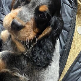 Cocker Spaniel (Show)