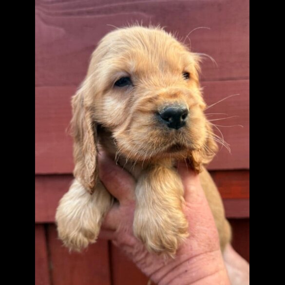 Cocker Spaniel (Show)