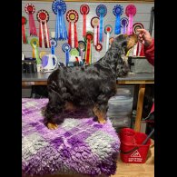 Cocker Spaniel (Show)