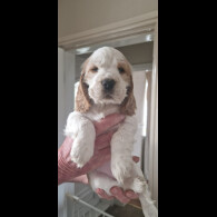 Cocker Spaniel (Show)