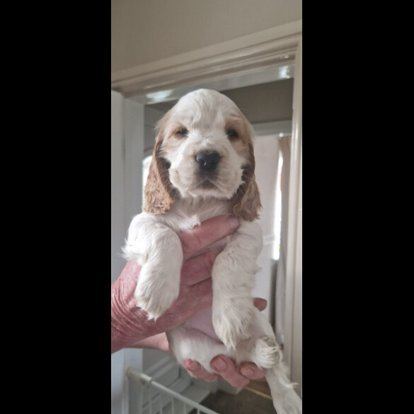 Cocker Spaniel (Show)