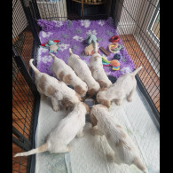 Cocker Spaniel (Show)