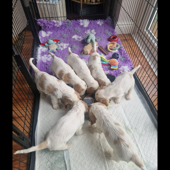 Cocker Spaniel (Show)