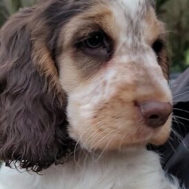 Cocker Spaniel (Show)