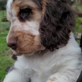 Cocker Spaniel (Show)
