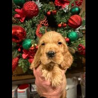 Cocker Spaniel (Show)