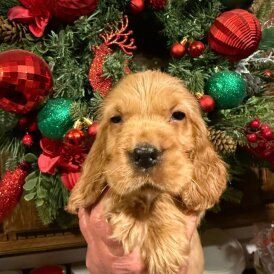 Cocker Spaniel (Show)