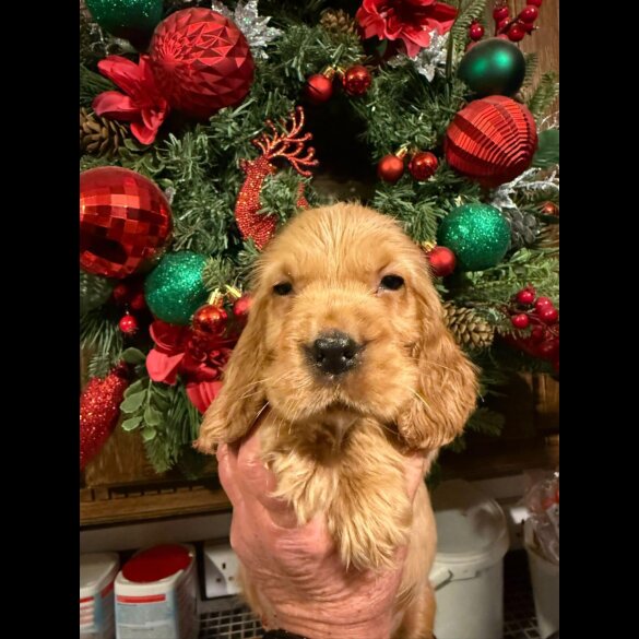 Cocker Spaniel (Show)