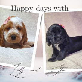 Cocker Spaniel (Show)