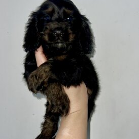 Cocker Spaniel (Show)