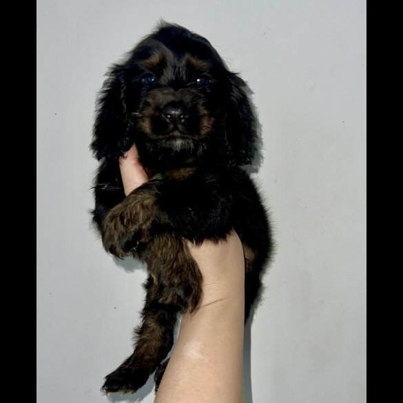 Cocker Spaniel (Show)