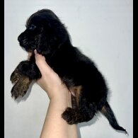 Cocker Spaniel (Show)