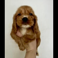 Cocker Spaniel (Show)