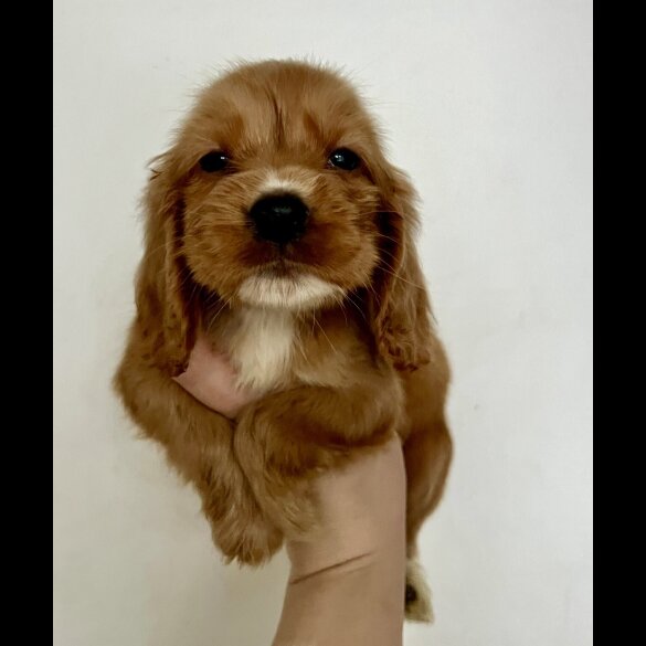Cocker Spaniel (Show)