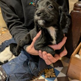 Cocker Spaniel (Working)