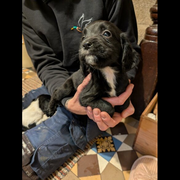 Cocker Spaniel (Working)