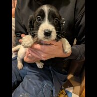 Cocker Spaniel (Working)