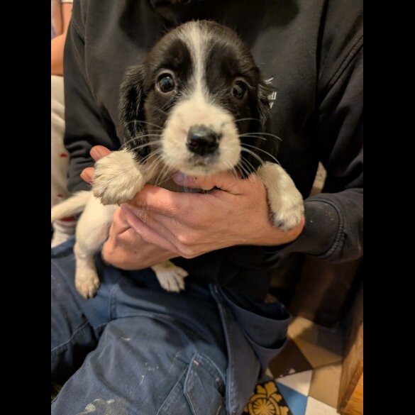Cocker Spaniel (Working)