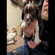 Cocker Spaniel (Working)