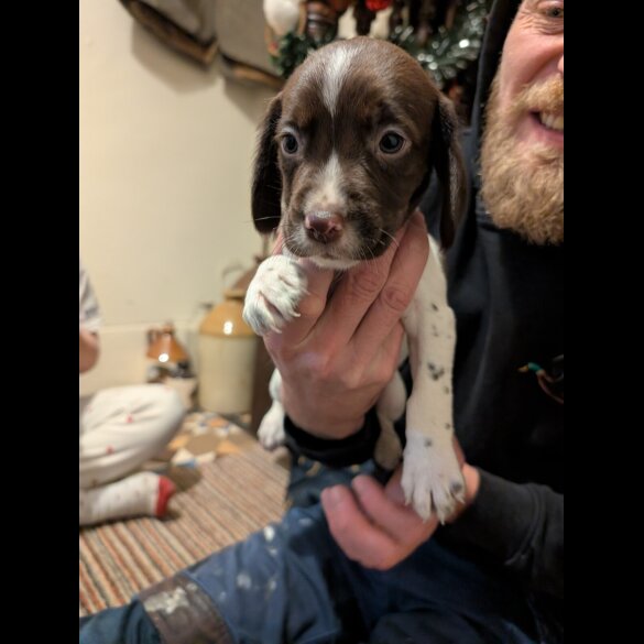 Cocker Spaniel (Working)