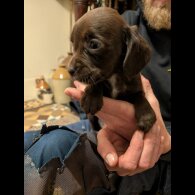 Cocker Spaniel (Working)