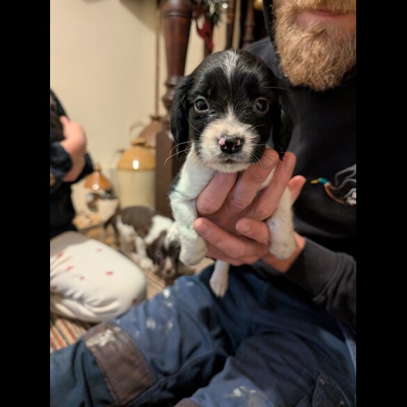 Cocker Spaniel (Working)