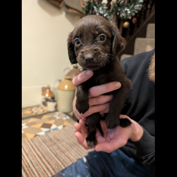 Cocker Spaniel (Working)