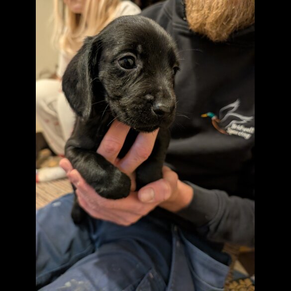 Cocker Spaniel (Working)