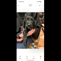 Cocker Spaniel (Working)