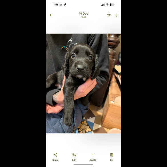 Cocker Spaniel (Working)