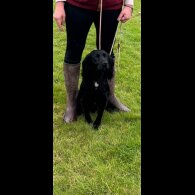 Cocker Spaniel (Working)